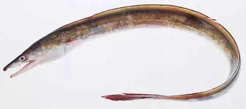 日本鰻魚陷入絕境？捕獲量僅為去年同期的1%！