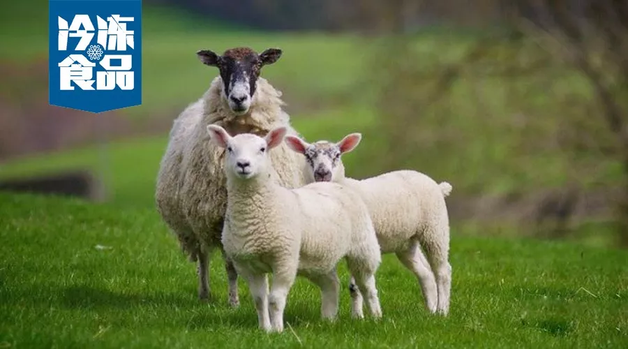 大咖年終講 | 蒙羊總裁曹旭升，肉羊產(chǎn)業(yè)升級(jí)，未來(lái)將有多寡頭出現(xiàn)！