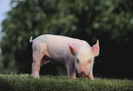 2017年全球豬肉產(chǎn)量11103.4萬噸，增長0.97%