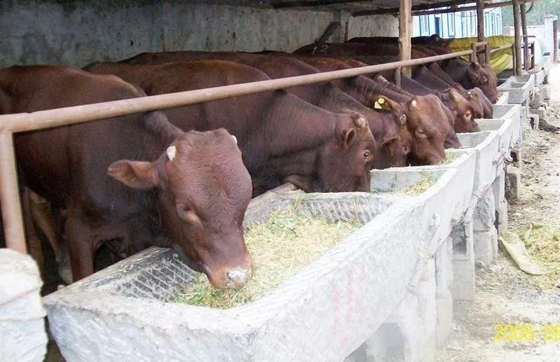 養(yǎng)牛賠錢(qián)，不養(yǎng)牛斷貨，“公司+農(nóng)戶(hù)”進(jìn)退兩難！