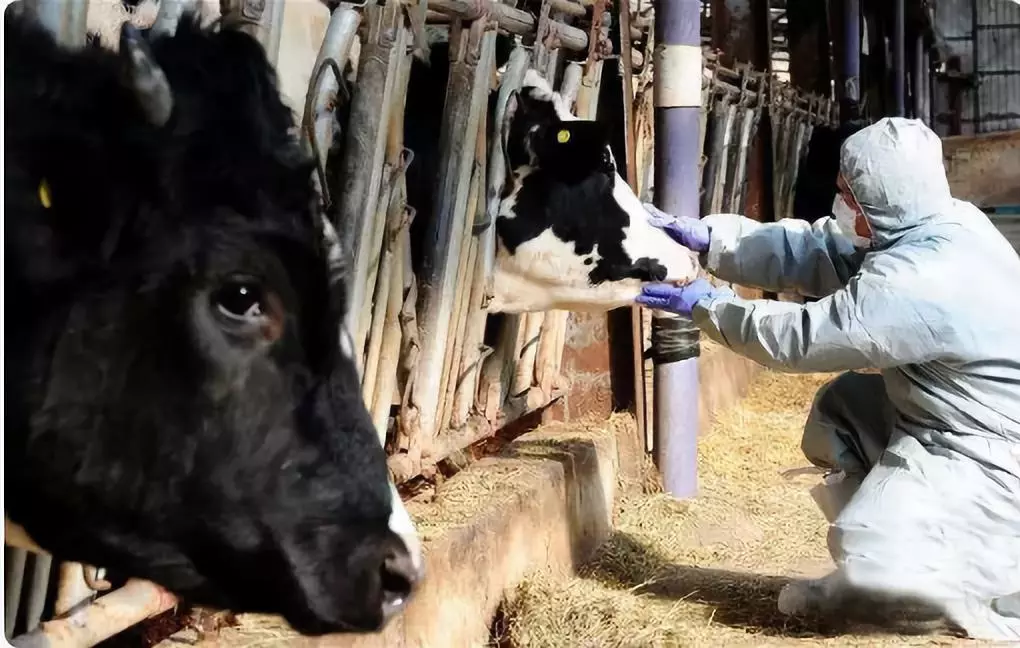 最新！安徽宣城發(fā)生非洲豬瘟疫情 炭疽豬瘟瘋牛病之間有關(guān)聯(lián)嗎