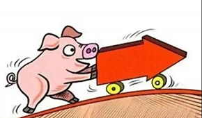 豬價翻紅“6連漲”，沖上10元大關(guān)；凍品人發(fā)朋友圈：時間不等人，快抓緊備貨！