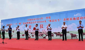 金星啤酒跨界養(yǎng)牛，投資5億做“雪花紅?！?/>
                </div>
                <div   id=