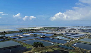 全國60%的蝦滑產(chǎn)自這里，“北海蝦滑”為何能成功出圈？