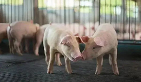 豬企3月出欄量大增，第三輪豬肉收儲(chǔ)完成，豬價(jià)繼續(xù)探底？