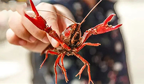 總產(chǎn)值超4221億！中國(guó)小龍蝦產(chǎn)業(yè)發(fā)展報(bào)告（2022）發(fā)布