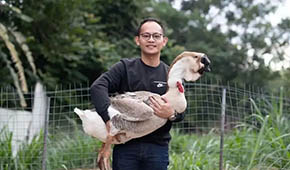 從養(yǎng)“鵝王”到做鵝丸，深挖一只鵝的潛力，這家潮汕企業(yè)下足功夫