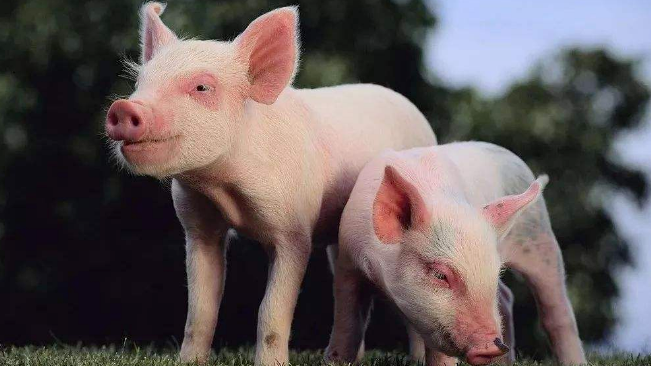 豬價(jià)進(jìn)入過(guò)度上漲一級(jí)預(yù)警區(qū)間；第六批國(guó)儲(chǔ)肉即將投放