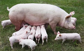 第7批中央豬肉儲(chǔ)備將投放，豬價(jià)連漲凍品廠商承壓