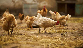  圣農(nóng)、溫氏、益生：誰(shuí)能成為“雞中茅臺(tái)”？