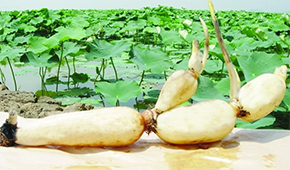 安井、正大、雙匯、荷仙、華貴等爭(zhēng)相入局，蓮藕預(yù)制菜為啥如此受歡迎？