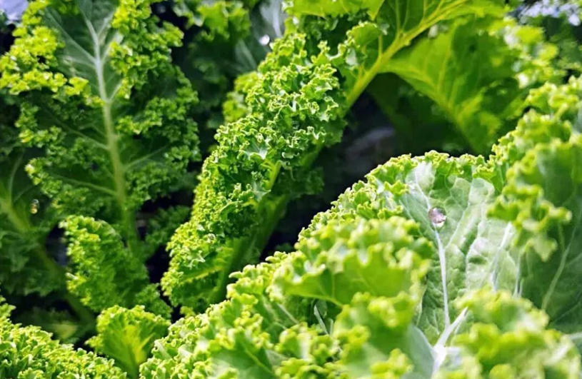 白象、袁記、三全、思念…紛紛盯上羽衣甘藍(lán)，“超級(jí)植物”開(kāi)始席卷速凍食品？